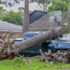 environmental claim tree damage truck