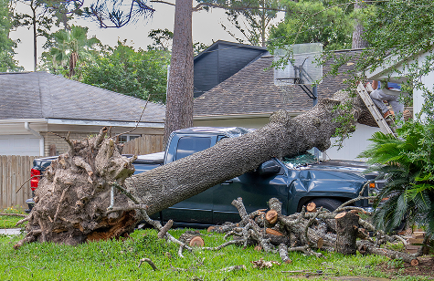 environmental claim tree damage truck
